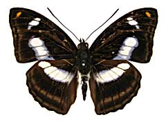 カマミナミイチモンジ♂表