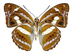 カマミナミイチモンジ♂裏