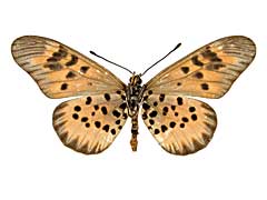 ケペウスホソチョウ♂裏