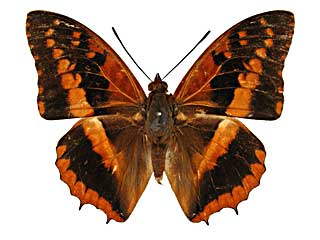 キンティアフタオ♂表