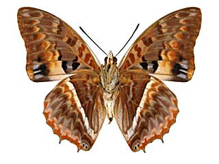 キンティアフタオ♂裏