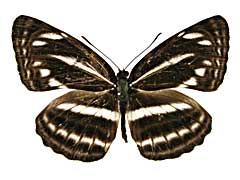 カルティカミスジ♂表