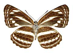 カルティカミスジ♂裏