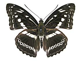 アスラミナミイチモンジ♂表