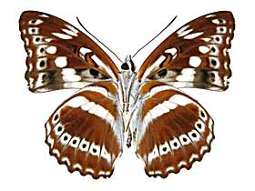 アスラミナミイチモンジ♂裏