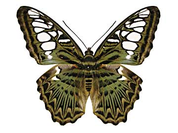 �V���E�B�A�g���t�^�e�n���\