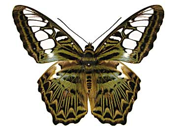 �V���E�B�A�g���t�^�e�n���\