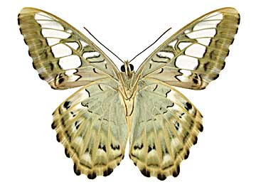 �V���E�B�A�g���t�^�e�n����