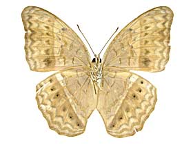 �e�B�P�~�i�~�q���E��������