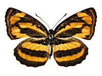 �z���h�j�A�L���~�X�W���\