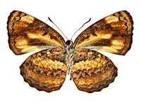 �z���h�j�A�L���~�X�W����