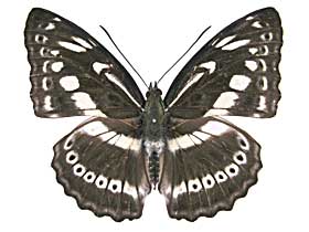 アスラミナミイチモンジ♀表