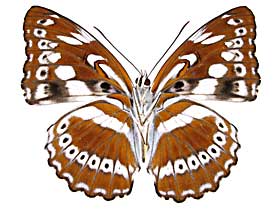 アスラミナミイチモンジ♀裏