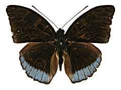 sp1�C�i�Y�}���\