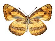 �z���h�j�A�L���~�X�W����