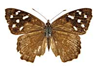 �^�e�B���A�C�C���^�e�n���\