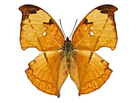 �G���v�X�}�h�R�m�n���\