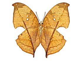 �G���v�X�}�h�R�m�n����