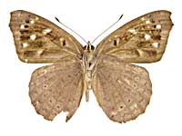 �^�e�B���A�C�C���^�e�n����