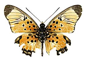 �{�C�X�h�D�����C�z�\�`���E���h�L���\