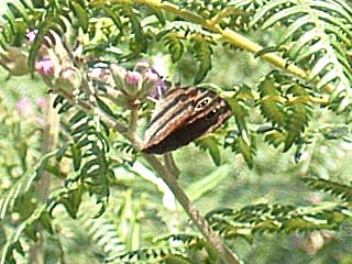 �J�b�V�E�X�x�j�����W���m��