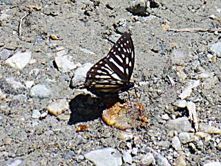 �t�H�����T�k���}�_���W���m��