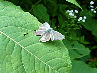 �A�E�����k�X���X�A�J�~�h���V�W�~