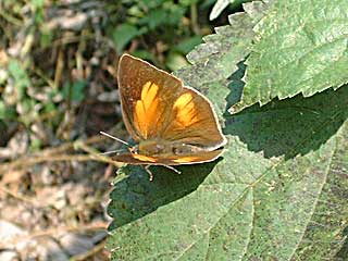 �A�N�^�E���M���V�W�~