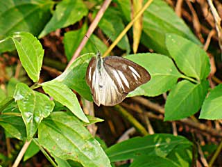 �����L�_�g�K���V���`���E��