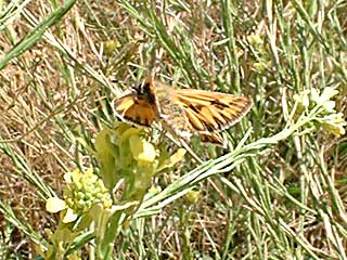 �{�E�b���e�B�N�T�`�A�J�Z�Z��