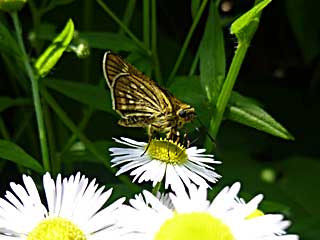 �����A�R�`���o�l�Z�Z��