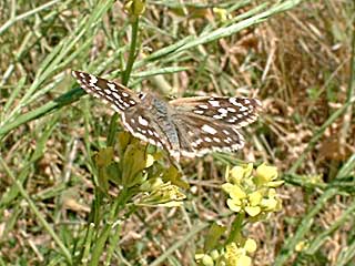 �g���V�O�i�g�D�X�`���}�_���Z�Z��