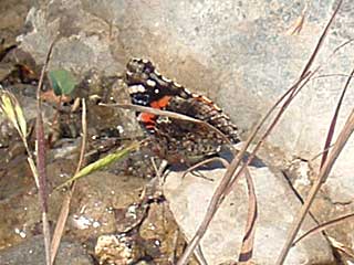 �A�^�����^�A�J�^�e�n