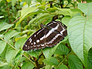 �A�X���~�i�~�C�`�����W