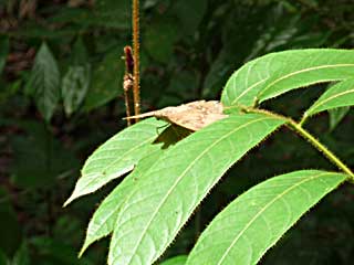 �h�D�������N�C�i�Y�}