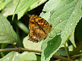 �t�H�����T�k�X�L�~�X�W