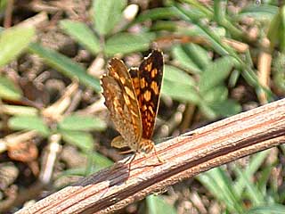 �t���V�A�~�i�~�q���E�������h�L