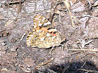 �J���h�D�C�A�J�^�e�n