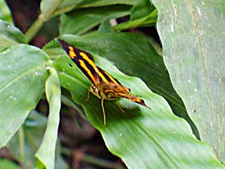 �q�v�Z���X�L�~�X�W