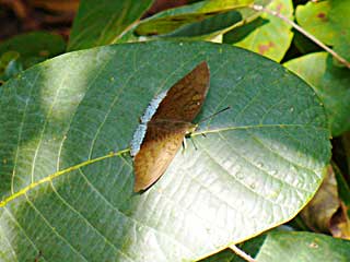 �����C�R�C�i�Y�}��