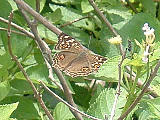 �����j�A�X�^�e�n���h�L