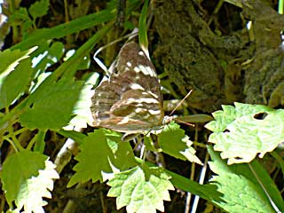 �T�K�i���X�O���q���E������