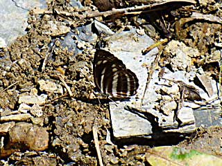 �i�^�~�X�W