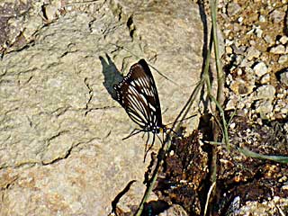 �j�N�e���E�X�G�O���S�}�_��