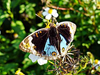 �I���e�B�A�^�e�n���h�L��