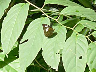 �y���A�R�C�i�Y�}