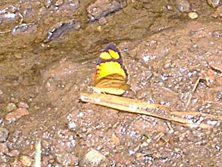 �N���E�f�B�i�q���~�i�~�q���E�������h�L