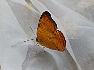 �X���A�~�i�~�q���E����