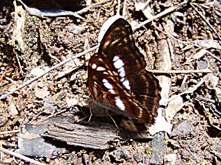 �Z���m�|���~�i�~�C�`�����W��