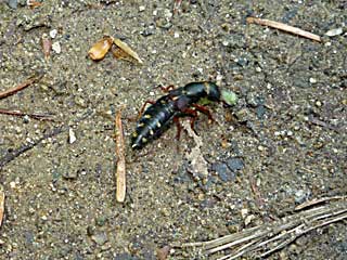 �_�C�~�I�A�J�o�n�l�J�N�V